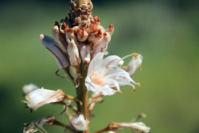 Close-up of wilted flower plant