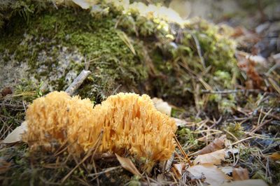 Close-up of mushroom growing on field