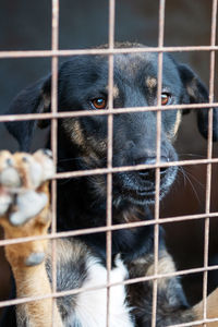 Close-up of dog