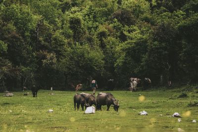 Horses grazing in a field