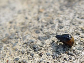 Close-up of insect on sand