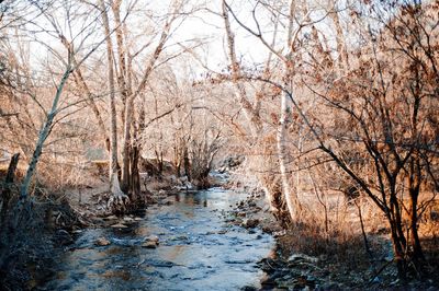 Bare trees by river