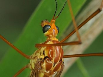 Close-up of insect