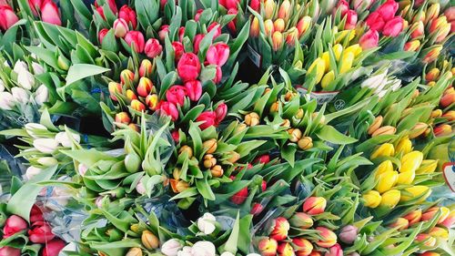 High angle view of tulips in market