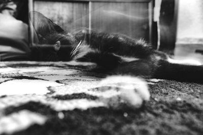 Close-up portrait of cat lying on floor