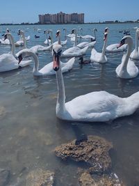 Swans swimming in lake