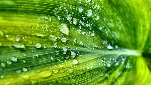 Full frame shot of water drops on leaf