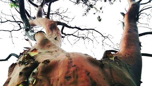 Low angle view of horse on tree against sky