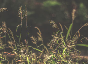 Close-up of plants