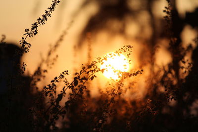 Close-up of silhouette plants against sunset