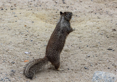 Portrait of lizard on sand at beach
