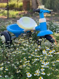 View of blue flowers on field