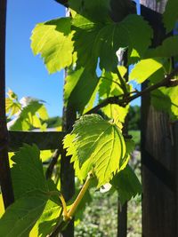 Close-up of fresh green leaves on plant against sky