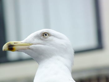 Close-up of white bird