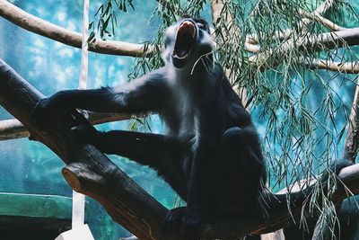 Low angle view of monkey sitting outdoors