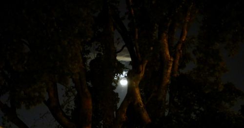 Close-up of tree against sky at night