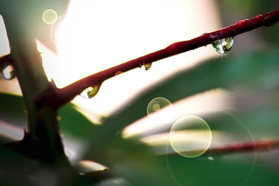 Close-up of wet plant