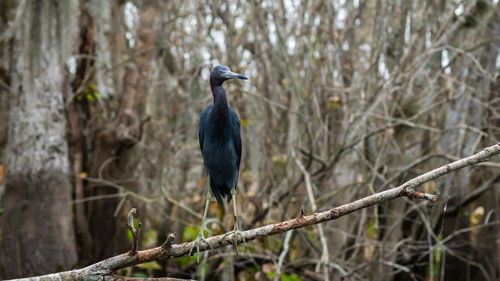 Bird perching on a tree