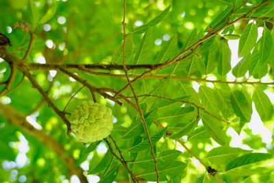 Low angle view of green leaves on tree