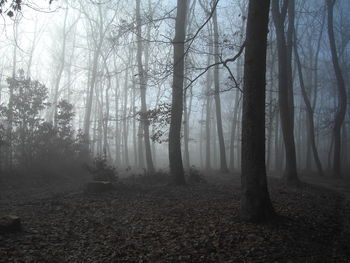 Trees in forest