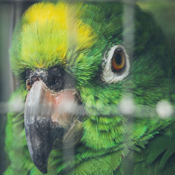 Parrot looking at camera from a cage