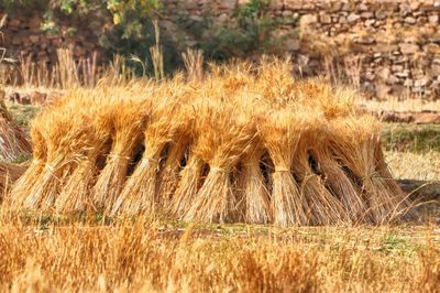 Close-up of grass on field