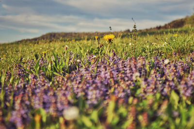 Scenic view of purple flowering plants on land