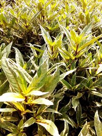 Full frame shot of plants growing on field