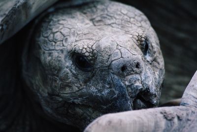 Close-up of portrait of tortoise in zoo