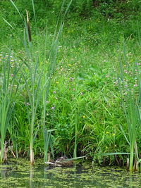 Plants growing in field