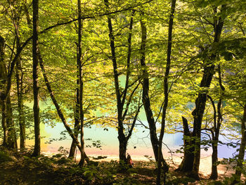 Trees in forest