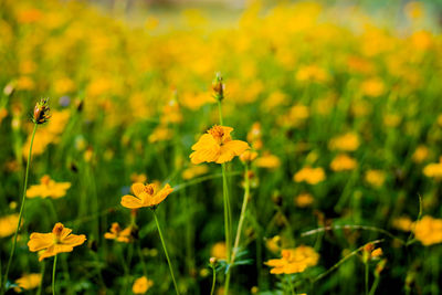 Close-up of yellow flowering plant on field