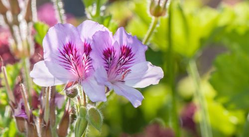 Close-up of purple flowers blooming outdoors