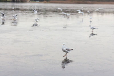 Birds perching on a frozen lake in the winter 