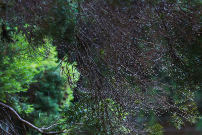 Close-up of tree against water