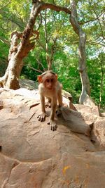 Portrait of monkey sitting on tree