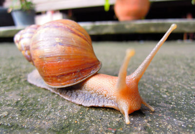 Close-up of snail