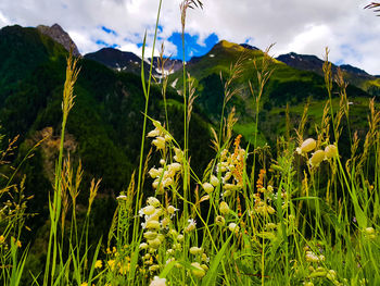 Close-up of flowering plants on field against sky