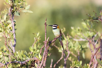 Bird perching on a branch