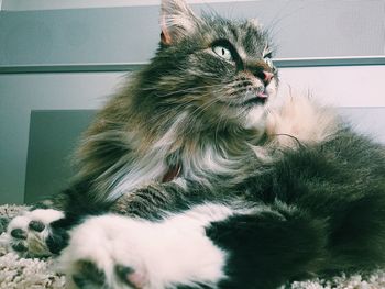 Low angle view of cat looking away at home