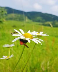 Close-up of insect pollinating on flower