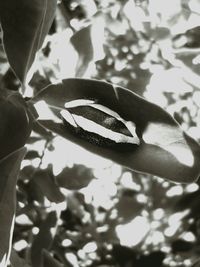 Close-up of leaves