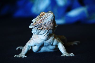 Close-up of lizard