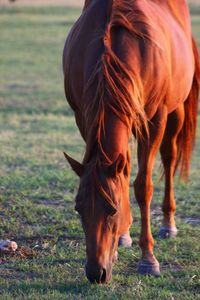 Close-up of horse grazing on field