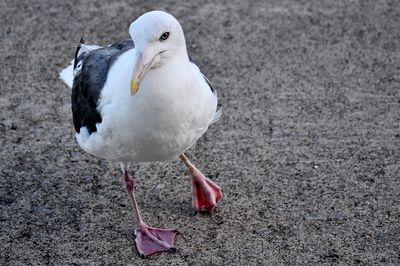 Close-up of seagull