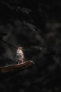 Close-up of bird perching on a tree