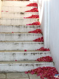 Red flowers on steps