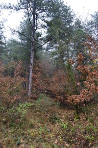 Trees growing in forest during autumn