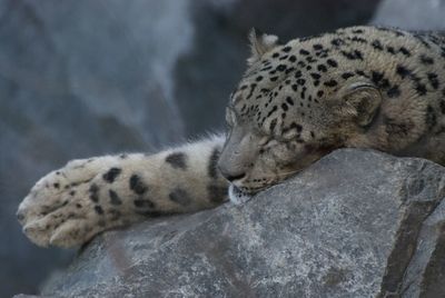 Close-up of a cat on rock