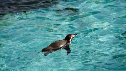 High angle view of turtle in swimming pool